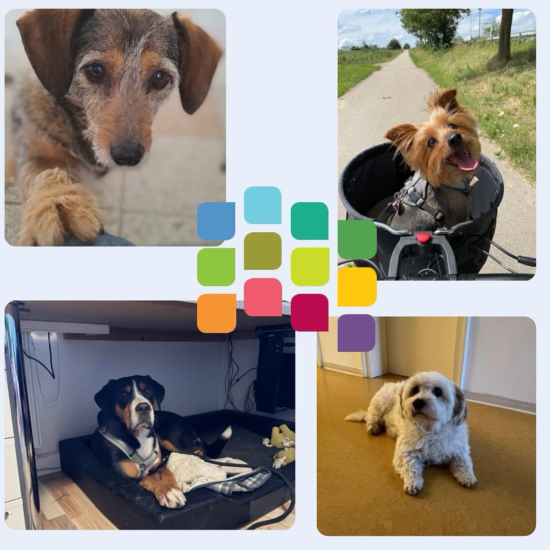 Es gibt nichts Besseres als einen pelzigen Freund, der einem den Arbeitsalltag&hellip;