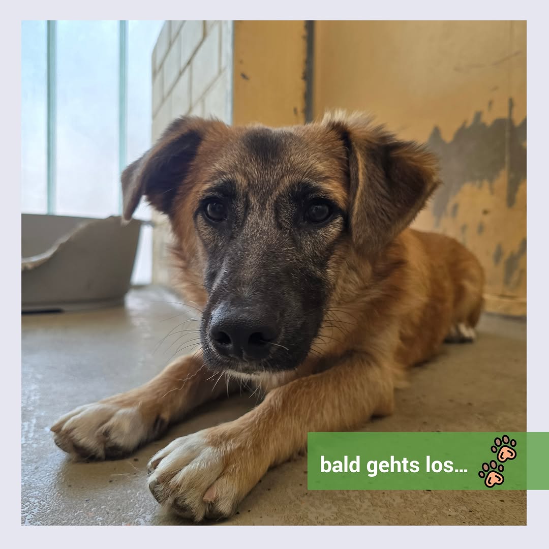 Gassigehen mit Verantwortung & Herz! 
Das Sindelfinger Wohnkolleg bietet im&hellip;